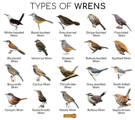 Wren Facts, Types, Diet, Reproduction, Classification, Pictures Birds Types, Hawk Species, Nature Preschool, Backyard Birds Watching, Bird Study, Bird Guide, Pig Breeds, Wren Bird, Birds Feathers