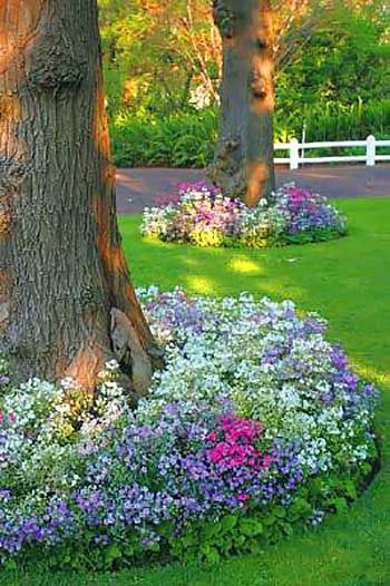 Big tree with flowers around #flowerbed #flowerpot #planter #gardens #gardenideas #gardeningtips #decorhomeideas Landscaping Around Trees, Border Ideas, Garden Border, The Secret Garden, Garden Yard Ideas, Garden Cottage, Flowering Trees, The Grass, Lawn And Garden