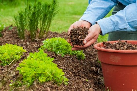 Mulch Alternatives, Water Evaporation, Garden Mulch, Black Thumb, Grow Bags, Better Homes And Garden, Healthy Garden, Earthworms, Sustainable Garden