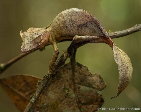 Bio Sapiens on Instagram: “Uroplatus phantasticus, the satanic leaf-tailed gecko,It may also be known as the eyelash leaf-tailed gecko or the phantastic leaf-tailed…” Satanic Leaf Tailed Gecko, Borneo Rainforest, Amazing Animal Pictures, Airbrush Art, Reptiles And Amphibians, Wildlife Animals, Weird Animals, Animal Quotes, Animal Photo