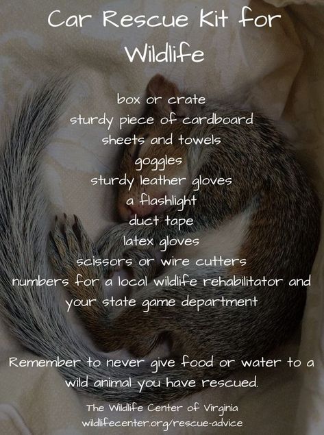 Wildlife Rehabilitation Center, Wildlife Rehabilitation Career, Animal Rehabilitation, Animal Rescue Ideas, Conservation Biologist, Wildlife Rescue, Wildlife Biologist, Wildlife Rehabilitation, Survival Skills Life Hacks