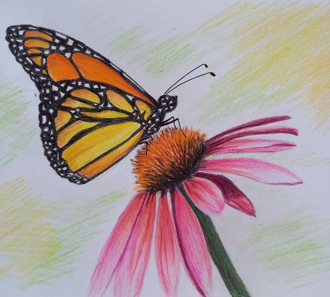 Butterfly Flower Drawing Color, Color Pencil Art Butterfly, Butterfly Drawing Pencil Coloring, Colored Pencil Butterfly, Color Pencil Ideas, Colourful Butterfly Drawing, Easy Colour Pencil Drawings, Color Pencil Art For Beginners, Color Pencil Drawing Easy