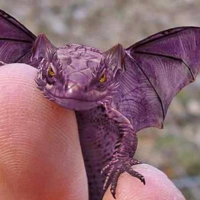 dragon Fantasy | Magical | Fairytale | Enchanting | Mystical | Myths | Legends | Stories | Dreams | Adventures Mini Dragon, Animals Amazing, Little Dragon, Baby Dragon, Fantasy Dragon, Mystical Creatures, Reptiles And Amphibians, Weird Animals, Dragon Art