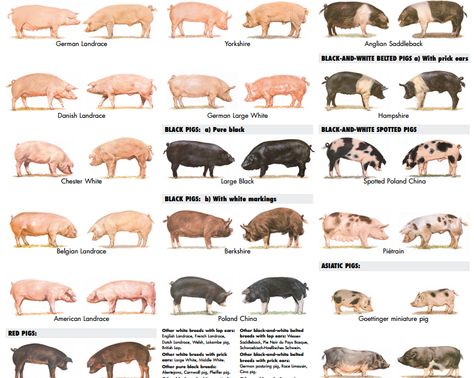 Types Of Pigs, Pigs Farming Livestock, Farm Facts, Hog Farm, Pig Breeds, Raising Pigs, Deer Poster, Baby Farm Animals, Future Farms