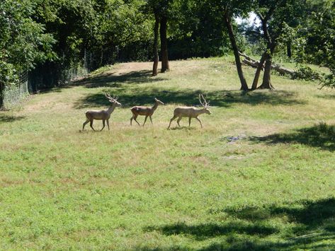 https://www.zoochat.com/community/media/8-12-2022-bactrian-deer-habitat.619183/full?lightbox=1&update=1668293983 Deer Habitat, Habitat, Deer, Media, Quick Saves