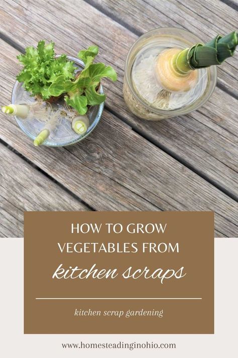 Learn how to grow vegetables from scraps. Kitchen scrap gardening saves you money and reduces waste. Learn what can you grow from scraps and regrowing vegetables from scraps to start a garden. How to grow vegetables from kitchen scraps indoors or outdoots. Propagating vegetables is easy and reduces waste in the kitchen. Growing vegetable scraps turns food that can't be eaten into new food. Learn how to grow veggies from kitchen scraps. Propagating Vegetables, Regrowing Vegetables, Scrap Gardening, Crockpot Lunch, How To Grow Vegetables, Regrow Vegetables, Start A Garden, Vegetable Scraps, Kitchen Scraps