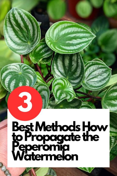 Unlock the secrets of propagating Peperomia Watermelon with these 3 best methods! Whether you're a seasoned plant propagator or a beginner, these techniques will help you expand your Peperomia collection. Learn how to propagate through stem cuttings, leaf cuttings, and division, and watch as new plants flourish before your eyes. IG Photo by: sivo_greenjungle Peperomia Watermelon, Watermelon Leaves, Watermelon Plant, Peperomia Plant, Plant Care Houseplant, Cut Watermelon, Rooting Hormone, Diy Greenhouse, Root Growth