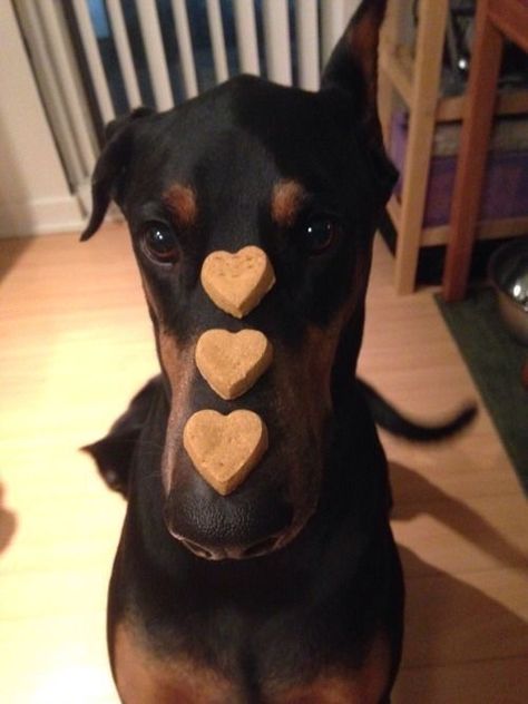 Doberman, A Dog