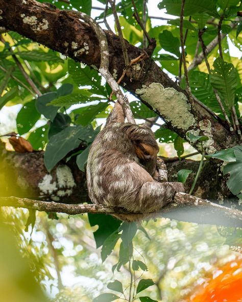 Costa Rica Wildlife 🌺 #costarica #tortuguero #wildlife #wildlifephotography #amateurwildlifephotography #hummingbird #sloth #lizard #macaw #woodpecker Costa Rica Wildlife, Summer 2025, Costa Rica Travel, Wildlife Photography, Sloth, Costa Rica, Instagram Posts, Travel, On Instagram