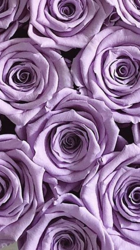 Purple Roses Wallpaper, Red Roses Wallpaper, Purple Flowers Wallpaper, Wholesale Roses, Rose Flower Wallpaper, Lilac Roses, Cute Flower Wallpapers, Flower Therapy, Lavender Roses