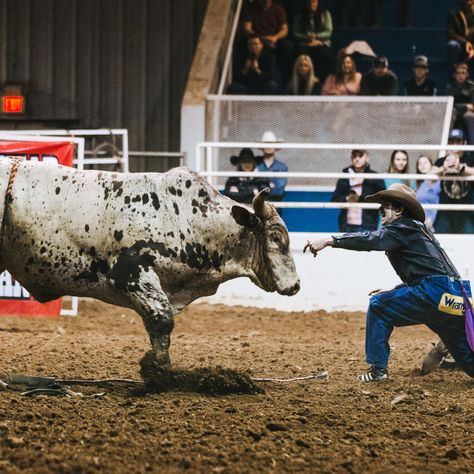 The Rodeo is coming to town June 14th and 15th! 📅 Enjoy thrilling events like Bareback Bronc Riding, Saddle Bronc Riding, Calf Roping, Cowgirl's Breakaway Roping, Steer Wrestling, Team Roping, Barrel Racing, and Bull Riding. Special attractions include the Kids Gold Rush and Best Dressed Cowboy & Cowgirl Contest for children 10 and under, plus hilarious rodeo clown, Mighty Mike Wentworth. The rodeo kicks off at 7:30 both nights and kid events start 30 minutes before each show. Tickets are ... Rodeo Clown Aesthetic, Breakaway Roping, Steer Wrestling, Saddle Bronc Riding, Rodeo Clown, Riding Saddle, Mighty Mike, Saddle Bronc, Calf Roping