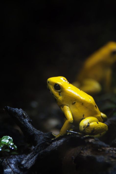 Golden Frog, Poison Frog, Poison Dart Frog, Dart Frogs, Amazing Frog, Blue Dart, Poison Dart, Dart Frog, Frog Prince