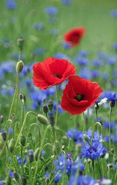 Pictures Of Spring Flowers, Poppy Painting, Poppy Flower, Flower Field, Flowers Nature, Red Poppies, Flower Pictures, Love Flowers, Flowers Photography