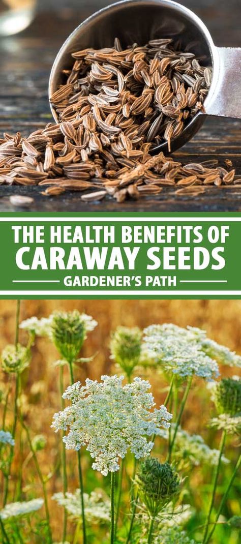 Spices help to complete a dish’s flavor profile, and they can help to enhance its nutrition profile as well! Caraway seeds are a prime example of this, bringing an anise-like flavor that offers potential health benefits. They may even help you to cut down on added salt or sugar. #caraway #healthbenefits #gardenerspath Caraway Recipes, Recipes With Caraway Seeds, Caraway Plant, Caraway Seed Recipes, Caraway Seeds Benefits, Carvacrol Benefits, Health Benefits Of Cashews, Calcarea Carbonica Homeopathy, Seeds Benefits