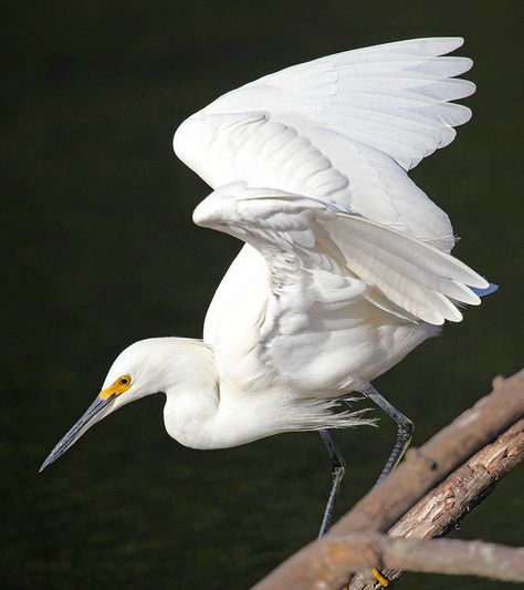 Bird Stretching Wings, Bird Wings Photography, Bird Wings Reference Photo, Wings Bird, Snowy Egret, Bird Reference, Wild Animals Pictures, Animal Study, Bird Wings