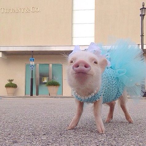 Mini pig in blue outfit, dress, tutu skirt, bow, pearl necklace Pigs Videos, Teacup Piggies, Tiny Pigs, Pet Pig, Baby Piglets, Miniature Pigs, Micro Pigs, Teacup Pigs