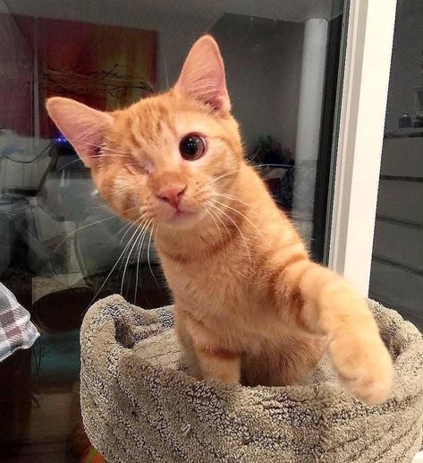 Söt Katt, Cats Breeds, Funny Cats And Dogs, Pretty Animals, Orange Tabby, Fluffy Cat, Cat Aesthetic, Cute Kittens