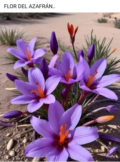 Crocus Sativus, Saffron Crocus, Good Morning Image, Purple Petals, Saffron Flower, Beauty Light, Light Water, Plants Garden, Light Bright