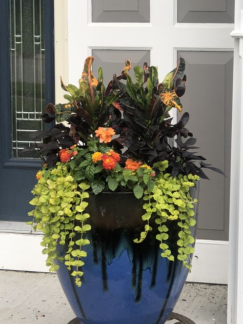 Outdoor pots Summer color Front entry color Front Entry Flower Pots, Flower Pot Color Combos, Miami Cabana, Planter Arrangements Outdoor, Planters For Front Porch Entrance, Summer Planters, Front Porch Flower Pots, Front Door Plants, Flower Pot Ideas