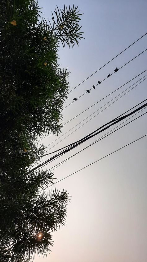 Random Clicks Photos, Ritika Core, Birds Sitting On A Wire, Tree Snap, Nature Photography Quotes, Relationship Cartoons, Camera Drawing, Aesthetic Captions, Chemistry Notes