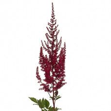 Insight on Flower Availability | Mayesh Burgundy Astilbe, Focal Flowers, Camp Wedding, Fall Wedding Flowers, Garden Roses, Romantic Look, Wholesale Flowers, Wine Colored, Red Wedding