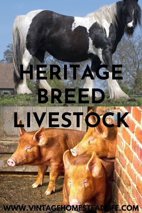 Best Homestead Animals, Livestock Dog Breeds, Farm Layout 10 Acres, Hobby Farms Layout, Heritage Breeds Livestock, Miniature Hereford, Beef Cows, Homestead Livestock, Raising Livestock