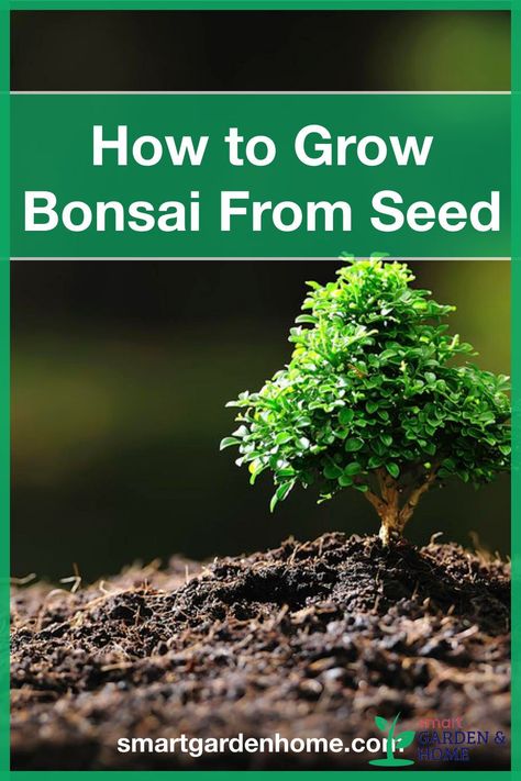 Growing A Bonsai Tree From Seed, How To Grow Bonsai From Seed, How To Grow A Bonsai Tree From Seed, How To Grow A Bonsai Tree, Growing Bonsai Trees From Seed, Growing Trees From Seeds, Bonsai From Seed, Greenhouse Business, Bonsai Growing