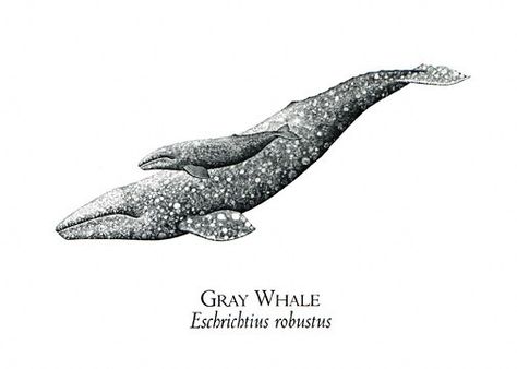 Spirit Photography, Whale Drawing, Whale Illustration, Whale Tattoos, Whitetail Bucks, Gray Whale, Beluga Whale, Whale Art, Nature Spirits