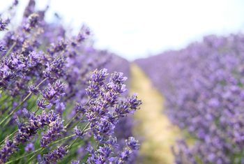 The Best Time to Plant Lavender Planting Lavender Outdoors, When To Plant Lavender, Plant Lavender, Drought Tolerant Shrubs, Lavender Varieties, Lavender Design, Backyard Garden Diy, Growing Lavender, Backyard Garden Layout