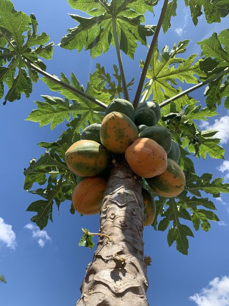 Tropical Fruit Photography, Papaya Plant, Papaya Tree, New Nature Wallpaper, Indian Garden, Beautiful Scenery Photography, Farm Lifestyle, Fruit Photography, Veg Garden