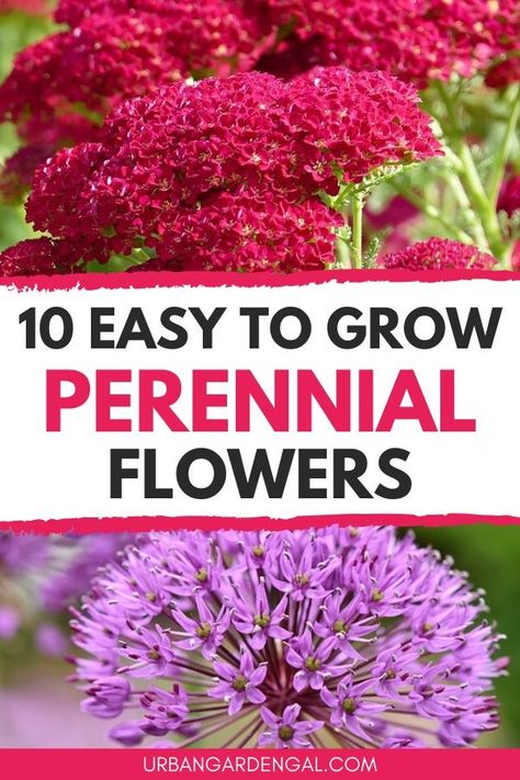 Colorful Perennials Full Sun, Easiest Perennials To Grow, Beginner Landscaping, Perennials Flowers, Flower Garden Layouts, Deep Wallpaper, Perennial Garden Plans, Garden Perennials, Bible Wallpaper