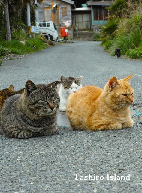 Ao Island Japan Cats, Cat Island Japan Aesthetic, Cat Island Japan, Japan Animals, Moon Board, Cat Heaven, Japan Cat, Japan Map, Cat Island