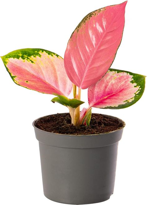 Aglaonema Red Zirkon Rare Indoor Dragon Houseplant Vibrant Pink Exotic Foliage (15-25cm (Incl. Pot) Aglaonema Pink, Dragon Plant, Aglaonema Red, Star Plant, Chinese Evergreen Plant, Bulbs Indoor, Chinese Evergreen, Aloe Vera Plant, Air Purifying Plants