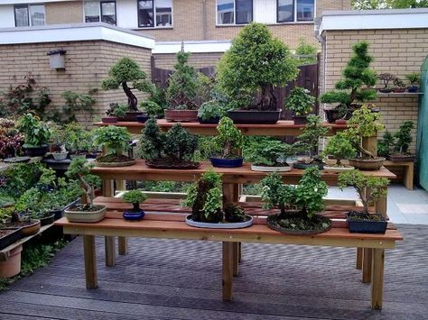 Bonsai Bench by Jeremy Norbury Bonsai Bench, Garden Work Bench, Bonsai Techniques, Indoor Bonsai Tree, Garden Shelves, Plant Stands Outdoor, Bonsai Styles, Indoor Bonsai, Dry Garden