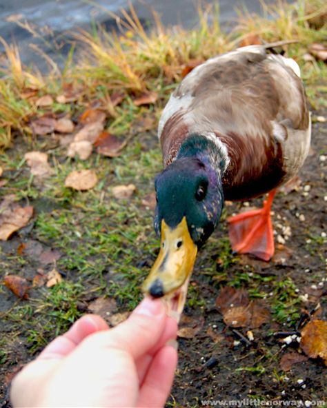 Feed ducks. Feed Ducks Aesthetic, Feeding Ducks At The Park, Feeding Ducks Aesthetic, Ducks Aesthetic, Feeding Ducks, Leftover Bread, Ghost Lights, Stale Bread, Summer Plans