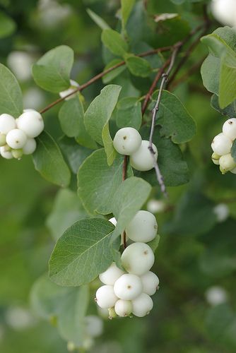 Snowberry (Symphoricarpos albus). Native from CA to Alaska, east to Montana. Typical  2-6'T & W. Dull leaves, more fruit if grown in full sun.  Great for erosion control on steep banks. Symphoricarpos Albus, Types Of Berries, Berry Bushes, White Plants, English Country Gardens, Moon Garden, Night Garden, Native Garden, Woodland Garden