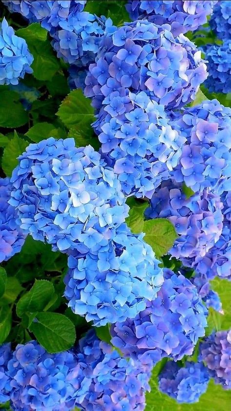 Hydrangea Wallpaper, Blue Hydrangea Flowers, Peonies And Hydrangeas, Blue And Purple Flowers, Grasses Landscaping, Wallpaper Nature Flowers, Blue Garden, Flower Therapy, Beautiful Bouquet Of Flowers