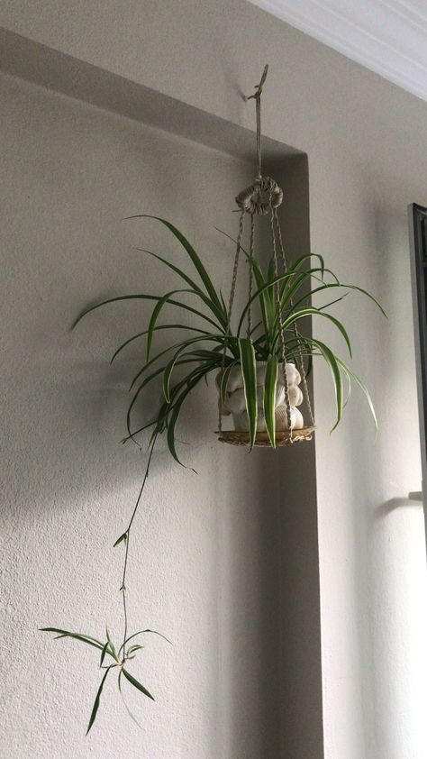 Spider Plant Decor, Hanging Spider Plant, Hanging Spider, Studio House, Spider Plant, Spider Plants, Earth Angel, Flower Inspiration, Hanging Plants