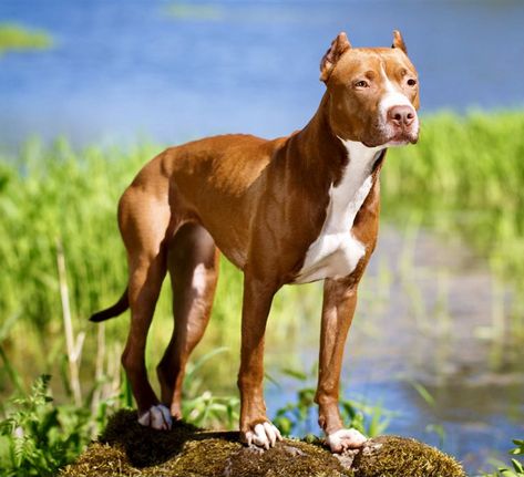 Pitbull Terriers, Pitbull Types, All Breeds Of Dogs, Manchester Terrier, American Pitbull, Terrier Breeds, Animal References, American Pit Bull Terrier, Dog Books