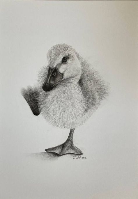 1010 Realistic pencil drawing of a fuzzy duckling standing on one foot, showcasing detailed feather texture and artistic shading. | Sky Rye Design Small Sketchbook, Duck Drawing, Feather Texture, Realistic Pencil Drawings, Texture Drawing, Different Birds, Drawing Exercises, Artwork Online, Drawing Projects