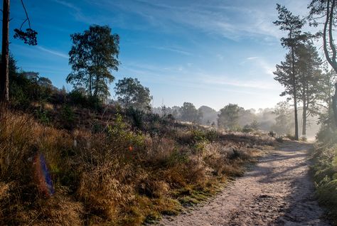 Oxshott Surrey, Mist, Country Roads, United Kingdom, Road, Photography