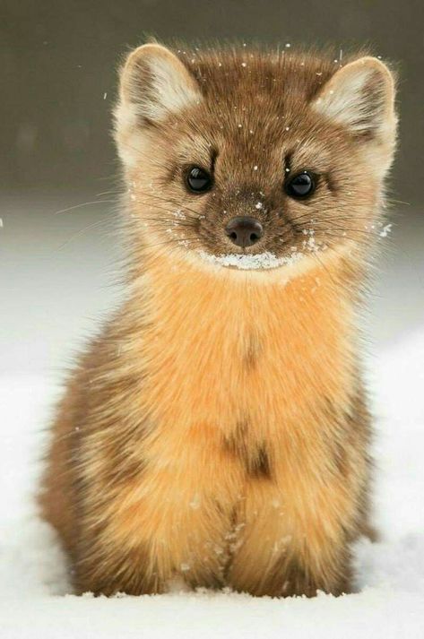 I am from Austria Pine Martin, Super Cute Animals, Cute Animals Images, Pretty Animals, Cute Wild Animals, Cute Animal Photos, Cute Creatures, Sweet Animals, Animals Images