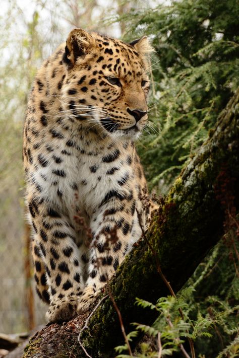 Amur leopard by Andre Promnitz* - indigenous to Asia, smaller than the African Leopard.  No less beautiful though. Small Wild Cats, Amur Leopard, Clouded Leopard, Large Cats, Amazing Animals, African Animals, Leopards, Animal Planet, Beautiful Cats