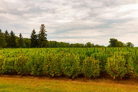 Hemp Farm, Crop Insurance, Pc Desktop Wallpaper, Cbd Hemp, Modern Farmer, Health Research, Hemp Oil, Hemp Seeds, Insurance Company