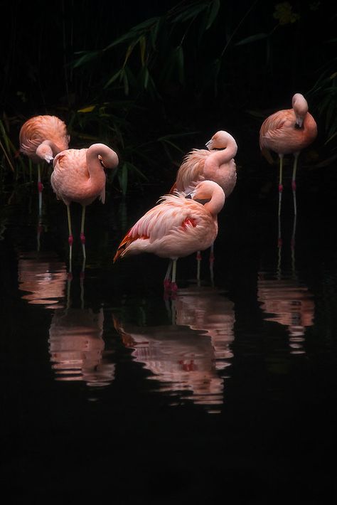 Flamingo Pictures, Flamingo Wallpaper, Flamingo Art, Pink Bird, Foto Art, Pretty Birds, Animal Planet, Pink Flamingos, Beautiful Creatures