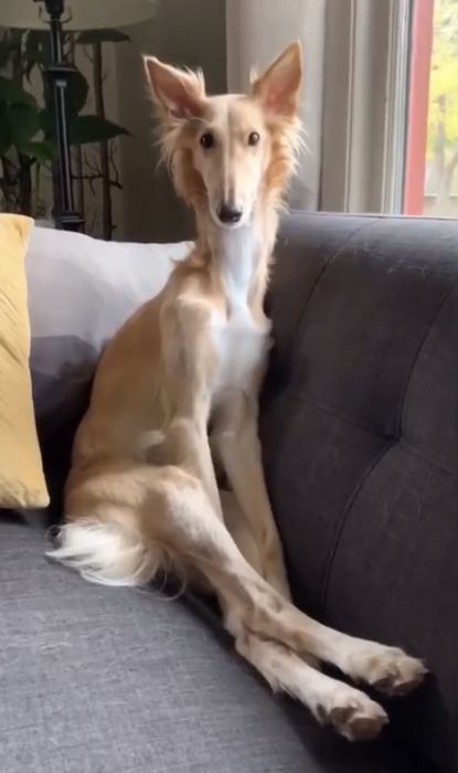 Borzoi Dog, Pretty Dogs, Silly Dogs, Pretty Animals, Laugh Out Loud, Silly Animals, Animals Images, Whippet, Little Dogs