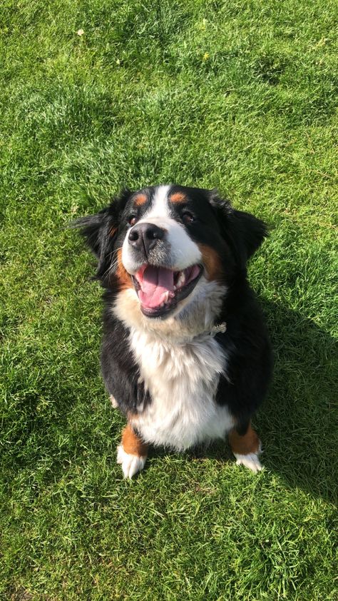 Bernese Mountain Dog Aesthetic, Cute Big Dogs, Burmese Mountain Dogs, Bernese Dog, Preppy Dog, Cold Weather Dogs, Bernese Mountain Dog Puppy, Wild Creatures, Best Dog Breeds