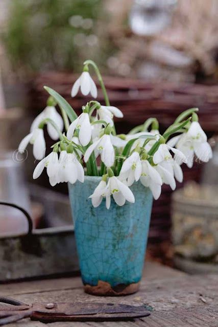 Photo Boom Kunst, Spring Bulbs, Deco Floral, Beautiful Blooms, Lily Of The Valley, Love Flowers, Cut Flowers, Daffodils, Garden Inspiration