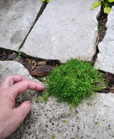 Placing Irish Moss, Thyme and sedum on a stone stairway. http://in-s… :: Hometalk Irish Moss Ground Cover, Growing Moss, Guerrilla Gardening, Lawn Alternatives, Irish Moss, Ground Covers, Backyard Flowers, Moss Garden, Rock Garden Landscaping