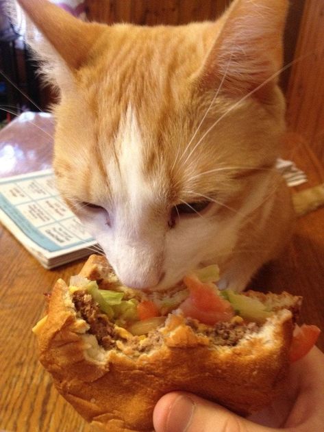 Eating Burger, Silly Animal Pictures, Soft Kitty Warm Kitty, Cat Eating, Cat Icon, Cat Boarding, Cat Behavior, Silly Animals, Ginger Cats